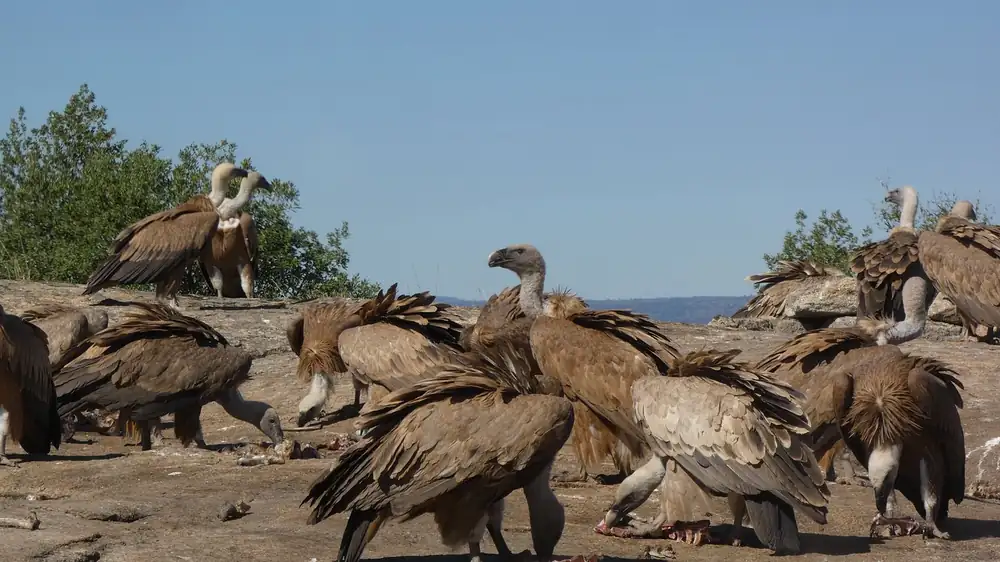 Griffon vultures in the Douro International Natural Park